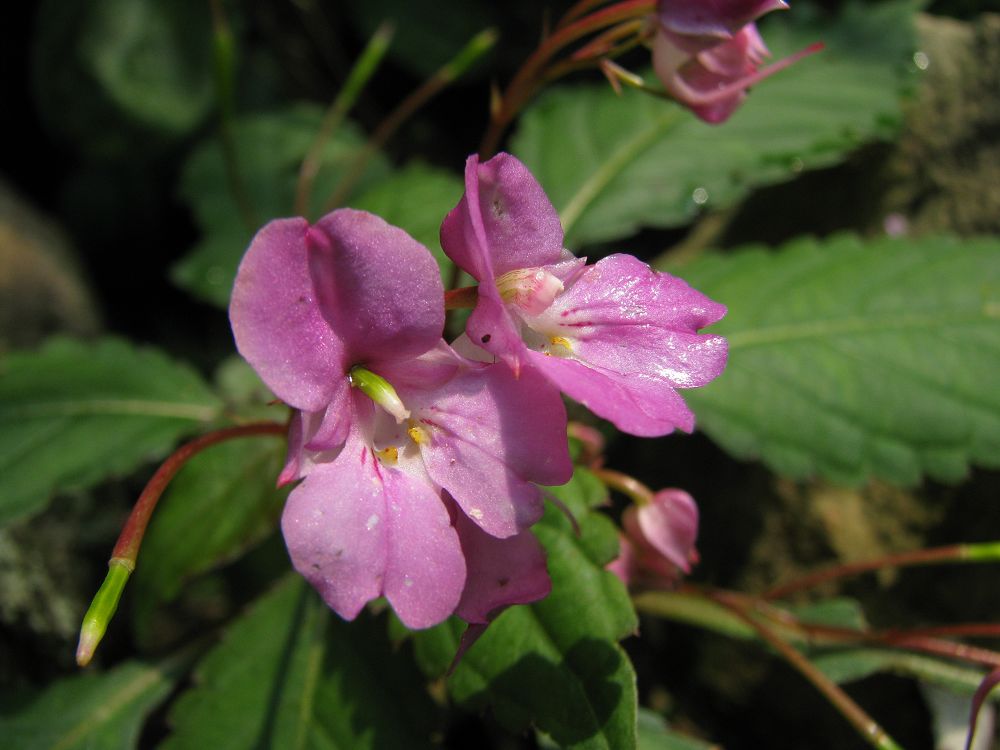  p> a target="_blank" href="/item/浙江凤仙花/7366732" data-lemma