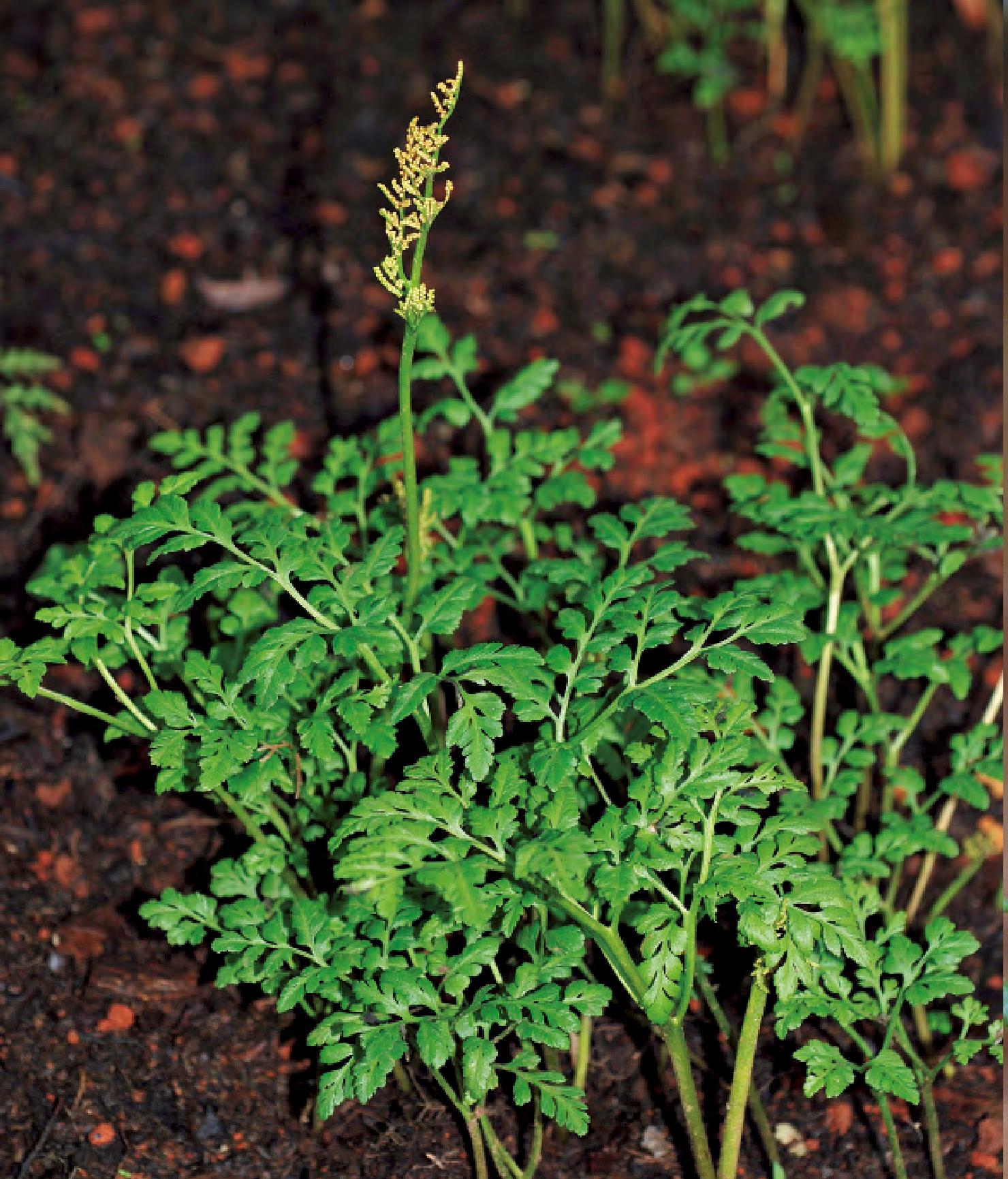  p>粗壮阴地蕨, a>阴地蕨科 /a> a>阴地蕨属 /a>物种,产云南东北部