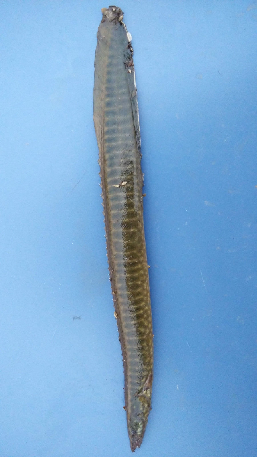 mastacembelus aculeatus