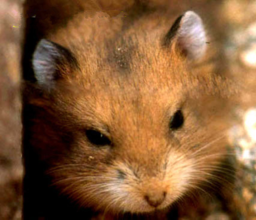  p>黑线仓鼠(学名: i>cricetulus barabensis /i>)俗称中国仓鼠.