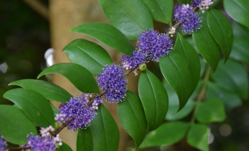  p data-id="gnaqu73vjq">少花谷木( i>memecyl