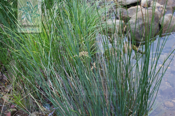 juncus setchuensis buchen.