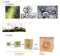 它所产生的分泌物为植物代谢的次生物质,包括蜜汁,挥发油,有机酸,生物