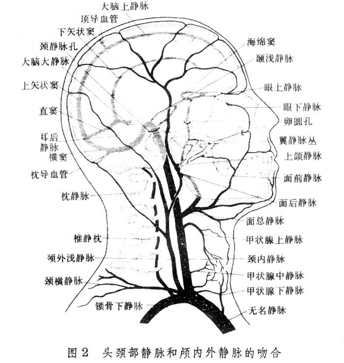  p>脑循环(cerebral circulation)是 a href="#" data-lemmaid="