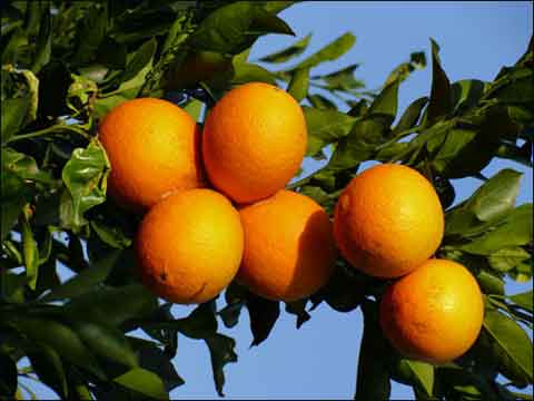  p>柑橘( i>citrus reticulata  /i>blanco)是芸香科,柑橘属植物.