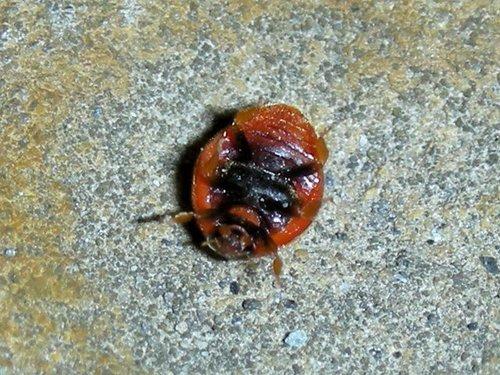  p>昆虫名,为鞘翅目,瓢虫科.