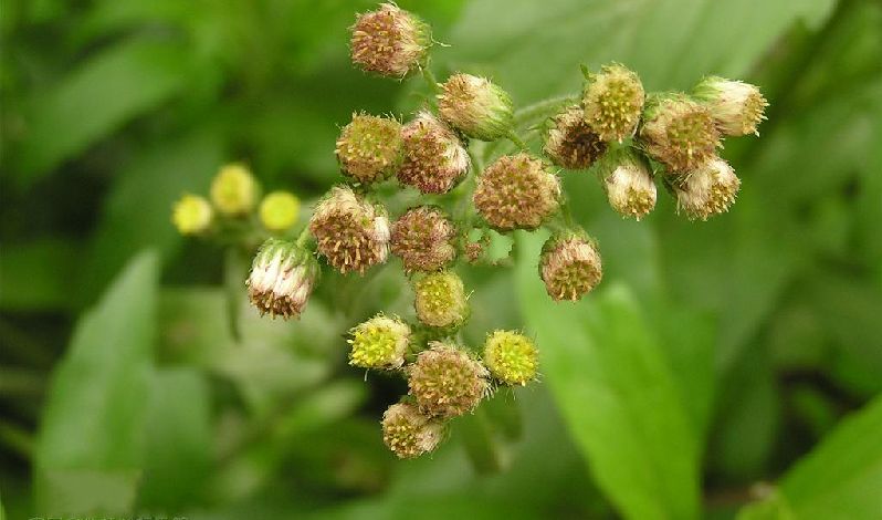 walker)是菊科,白酒草属一年生或二年生 a href="#">草本 /a>植物