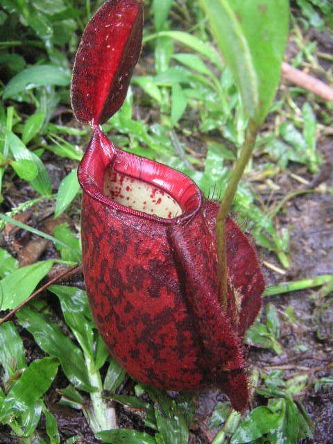  p>虎克猪笼草是由 a href="#" data-lemmaid="2384353">莱佛士猪笼草