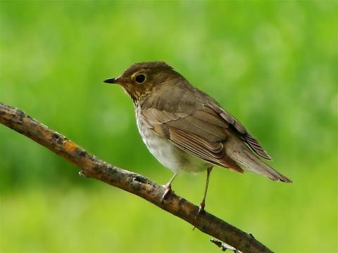  p>鸫科(学名: i>turdidae /i>)的 a href="#">鸟类 /a>主要是中小型 