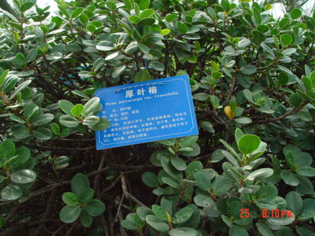  p>厚叶榕省固有植物,产在花莲,恒春半岛及兰屿的沿岸皮光滑,全株带