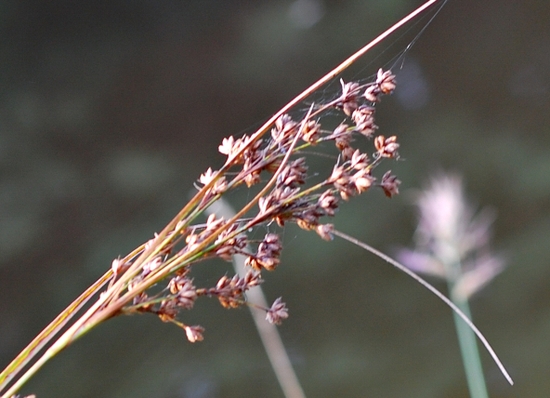  p>华东藨草(学名:scirpus karuisawensis),是莎草科藨草属植物,根状