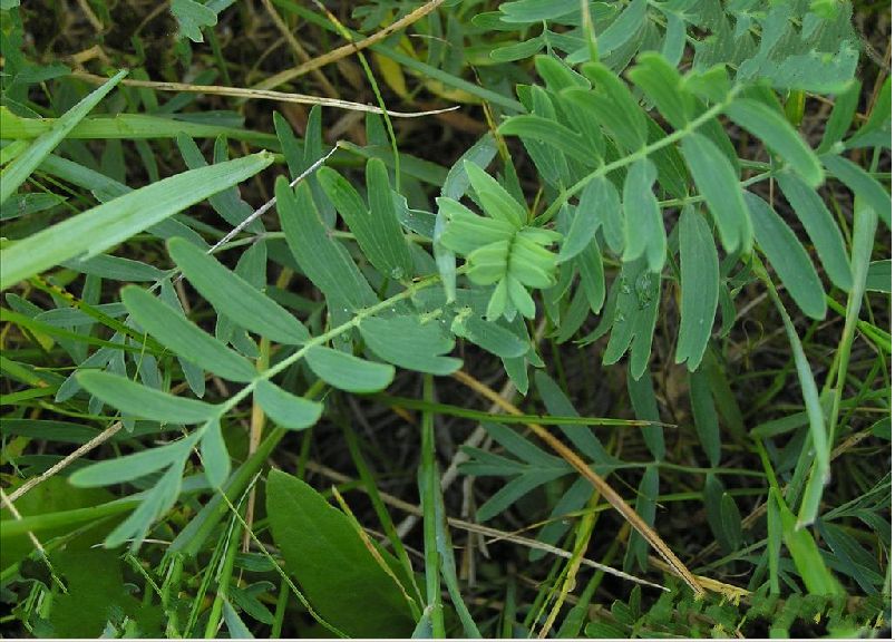  p>长叶二裂委陵菜(拉丁名:potentilla bifurca l. var. major ledeb.