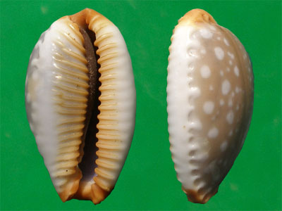  p>鸡皮宝螺(学名:staphylaea limacina limacina)是腹足纲宝螺科的 a