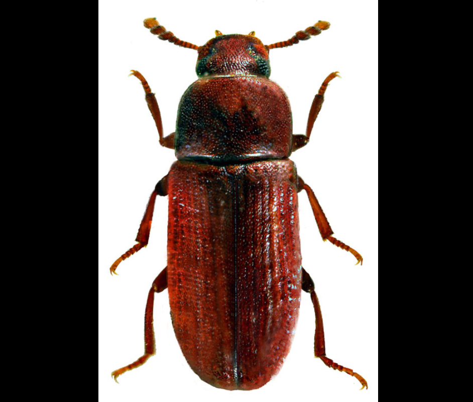  p>谷蠹(学名: i>rhyzopertha dominica /i>)也叫"米长蠹",是属于 a