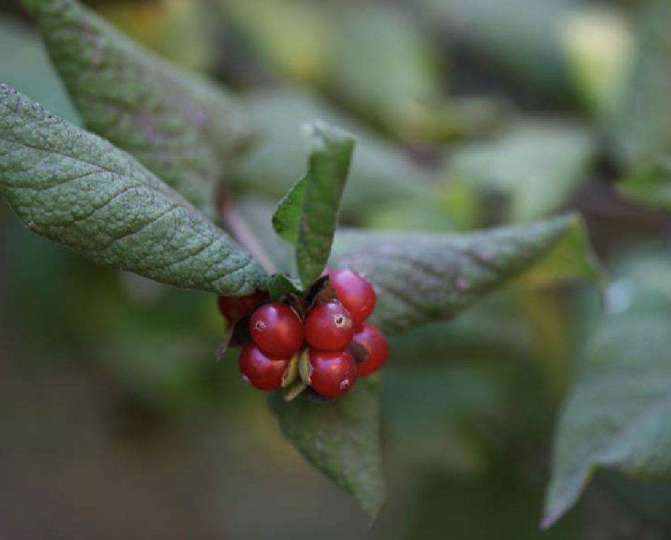  p>葱皮忍冬(学名: i>lonicera ferdinandii /i> franch.