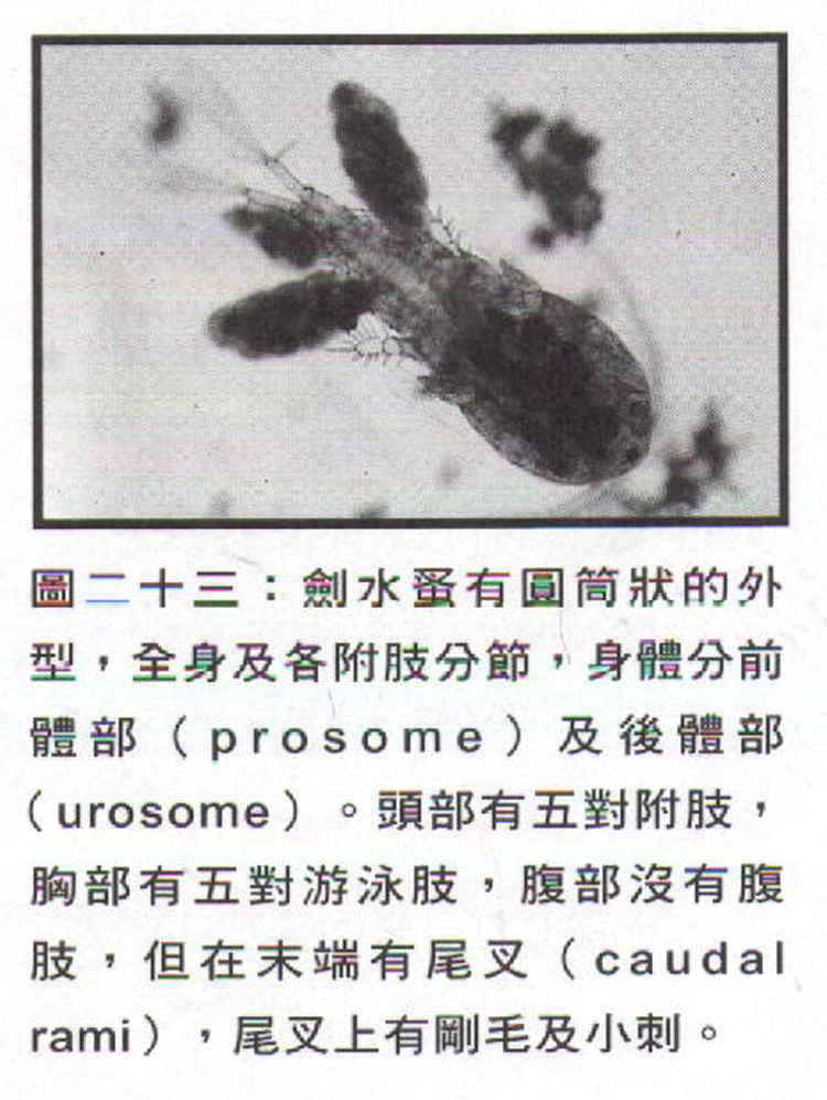  p>剑水蚤指的是剑水蚤属(cyclops)  a href="#" data-lemmaid="