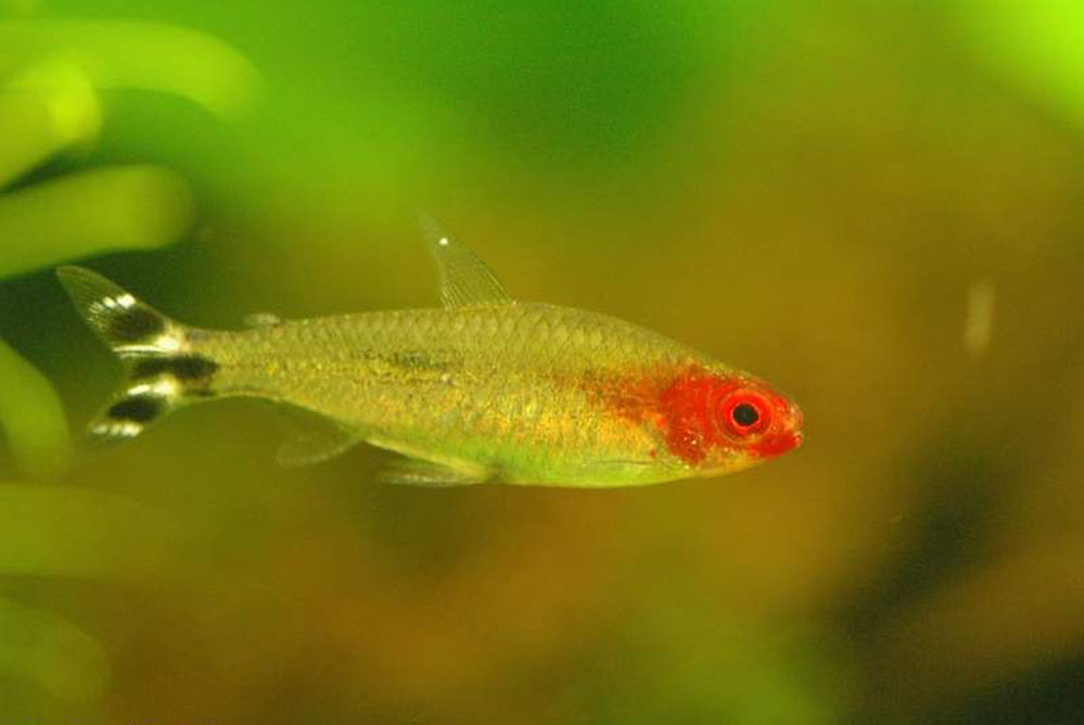 是 a href="#" data-lemmaid="5050992">灯笼鱼目 /a>灯笼鱼亚目的1科