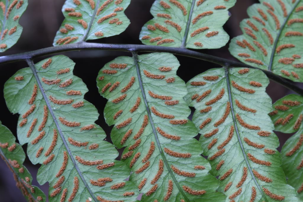 allantodia metteniana (miq.) ching