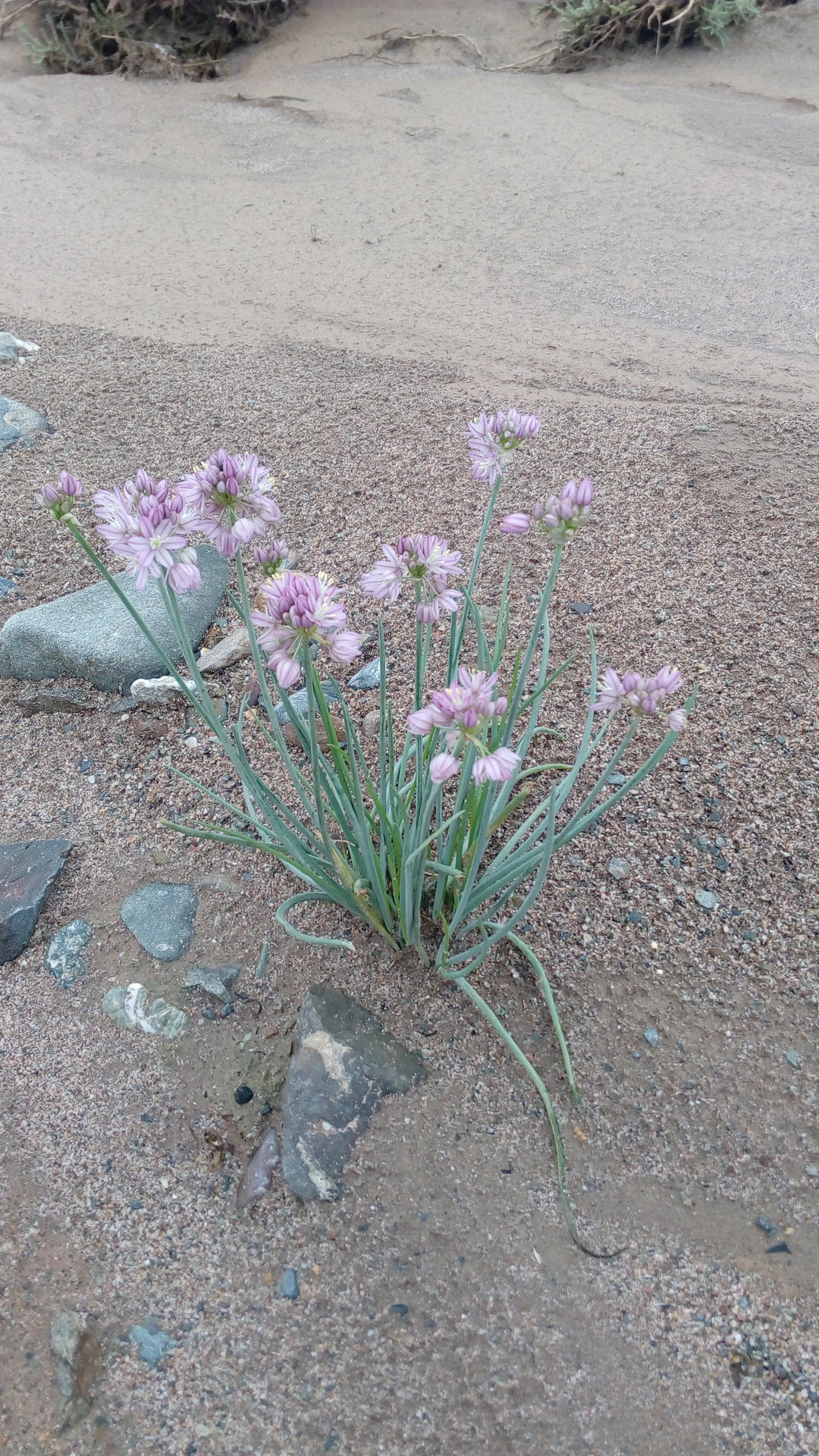  p>蒙古韭(学名: i>allium mongolicum /i> regel)是百合科葱属植物.