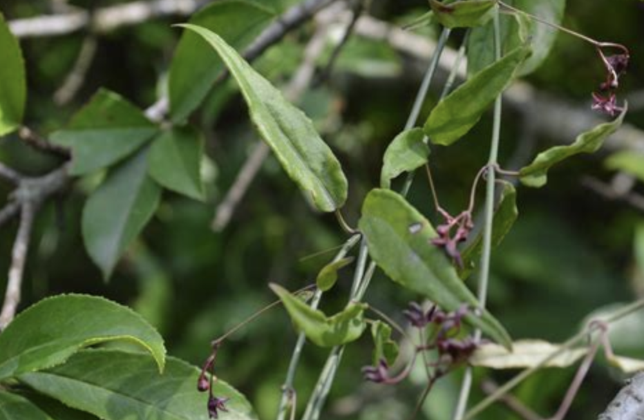 ex wight)是夹竹桃科娃儿藤属植物,匍匐性藤状灌木;茎,叶的两面,叶柄