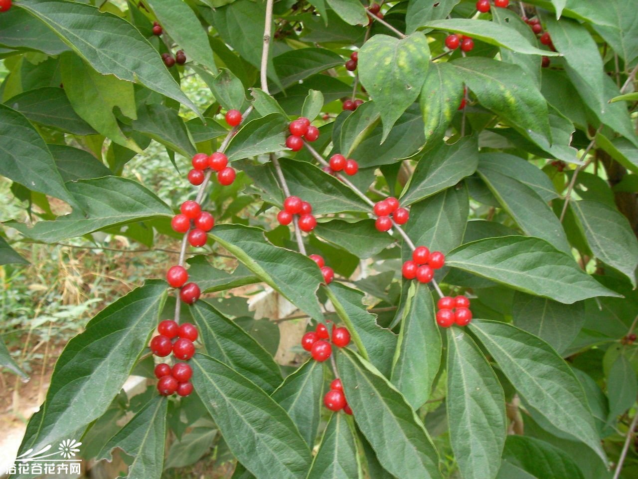 内蒙古好森沟国家森林公园