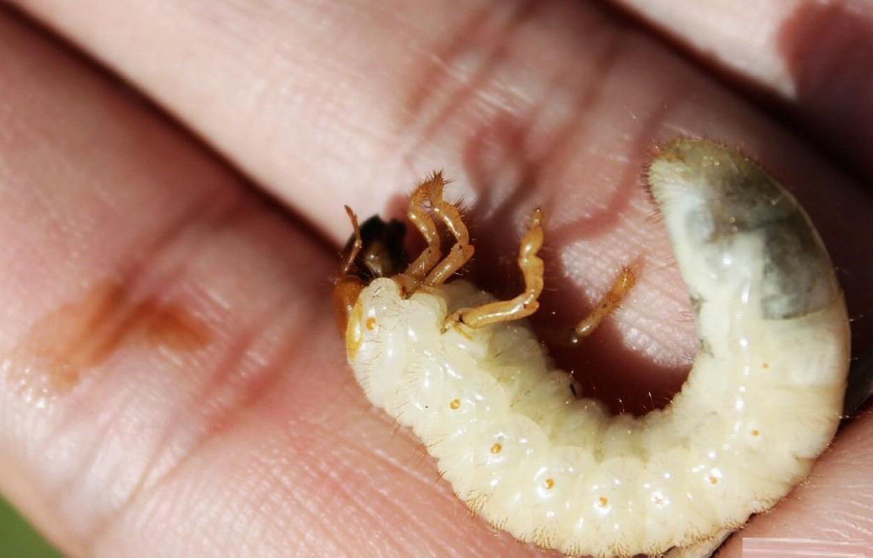  p>金龟甲总科体肥大,体型弯曲呈c型,多为白色,少数为黄白色.