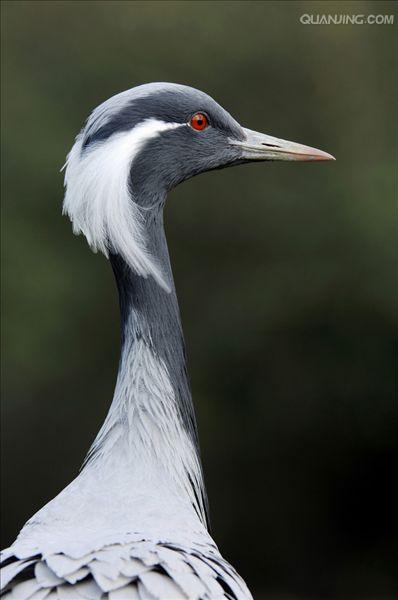  p>蓑羽鹤(学名: i>anthropoides virgo /i>)大型涉禽,体长68~92厘米