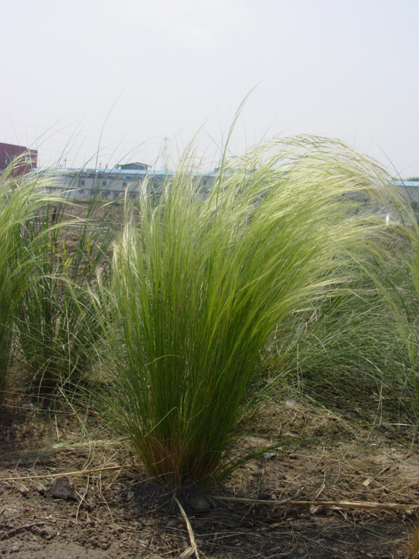 stipa macroglossa p. smirn.