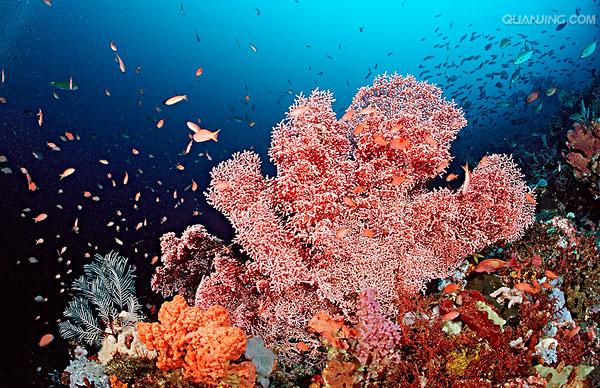 珊瑚礁