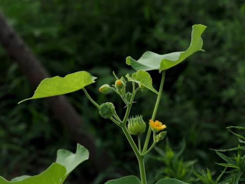 苘麻（锦葵科苘麻属植物）_百度百科