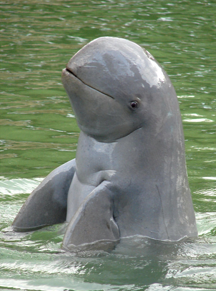 伊洛瓦底江海豚