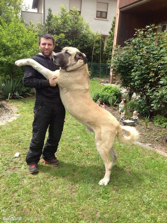 血统纯正的坎高犬身材高大,性格凶猛,极具震撼力