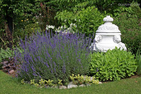 英国玫瑰薰衣草