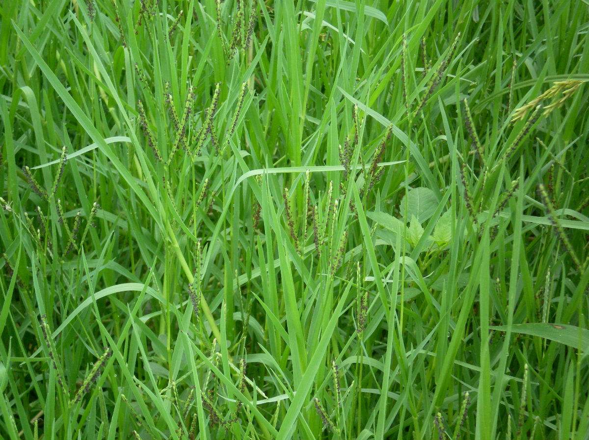 paspalum paspaloides (michx.) scribn.