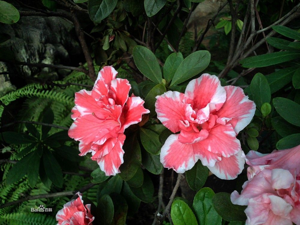  p> a target="_blank" href="/item/杜鹃花">杜鹃花 /a>,别名:山踯躅