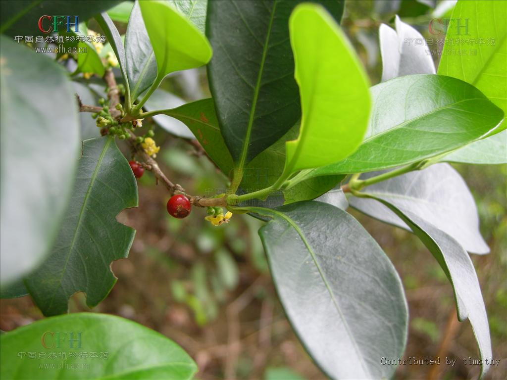  p>狗骨柴属(学名:diplospora)是茜草科下一个属, a target="_blank"