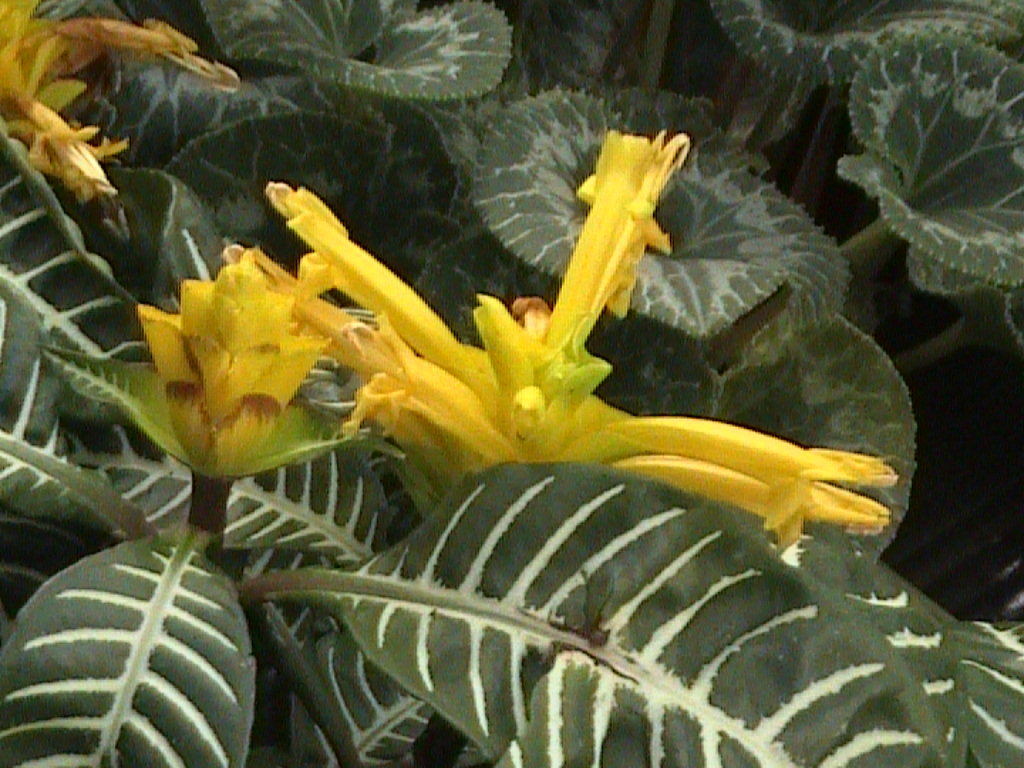 斑马花