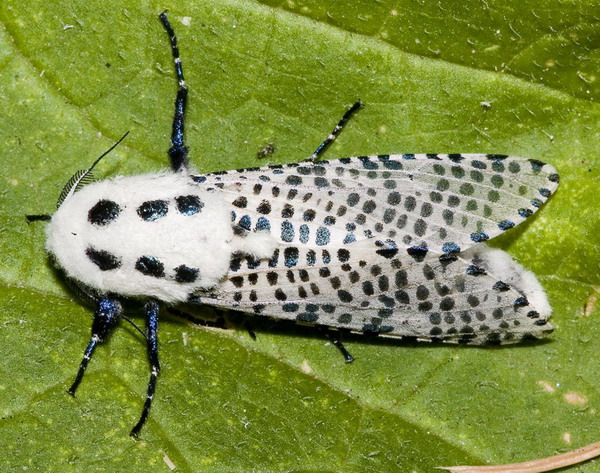  p> a href="#">豹纹木蠹蛾 /a>, i>zeuzera leuconolum /i> butler