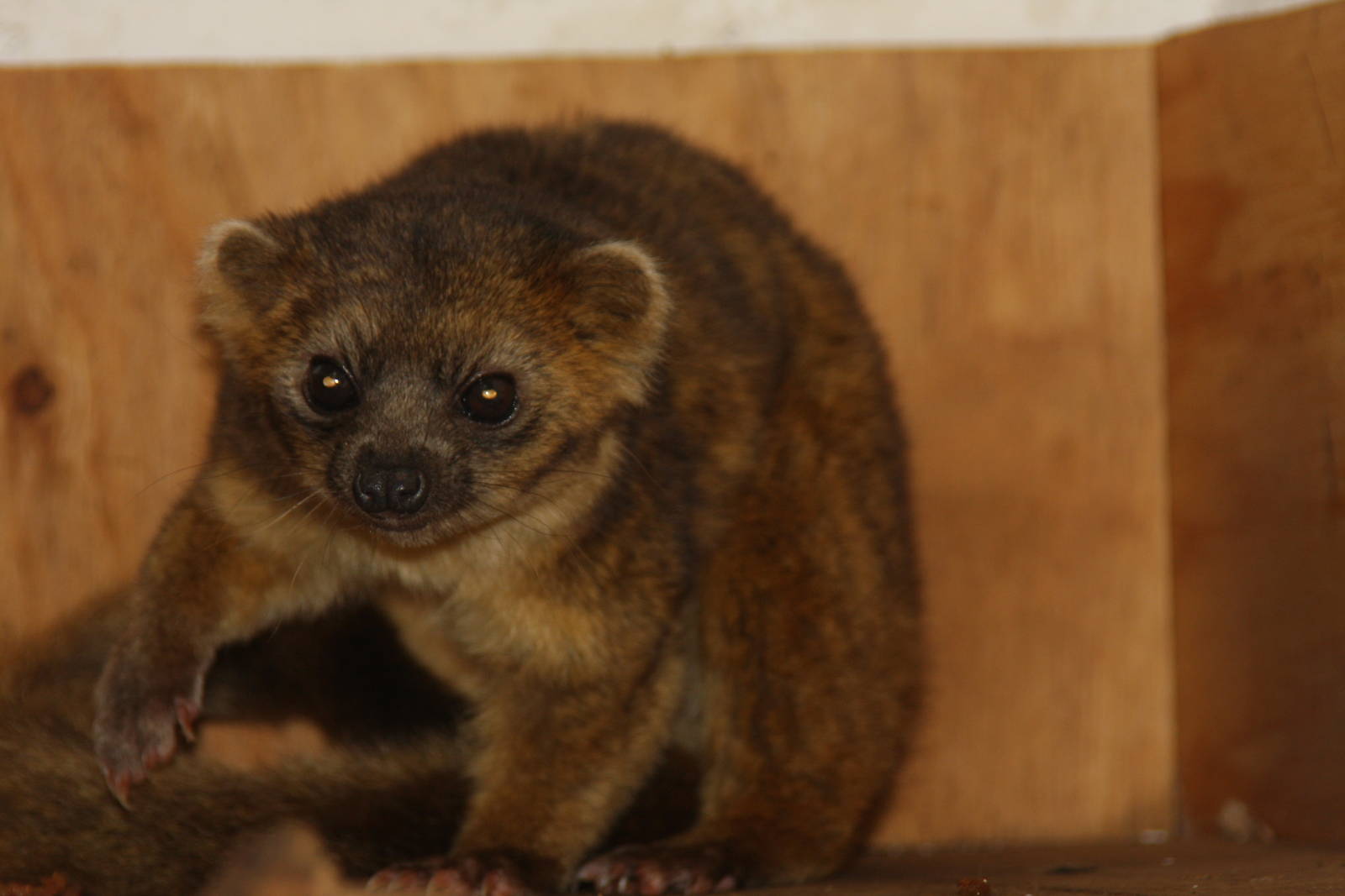 有黑色眼斑;尾部有多条黑白相间的环纹;裂齿和臼齿的形状与熊类相似