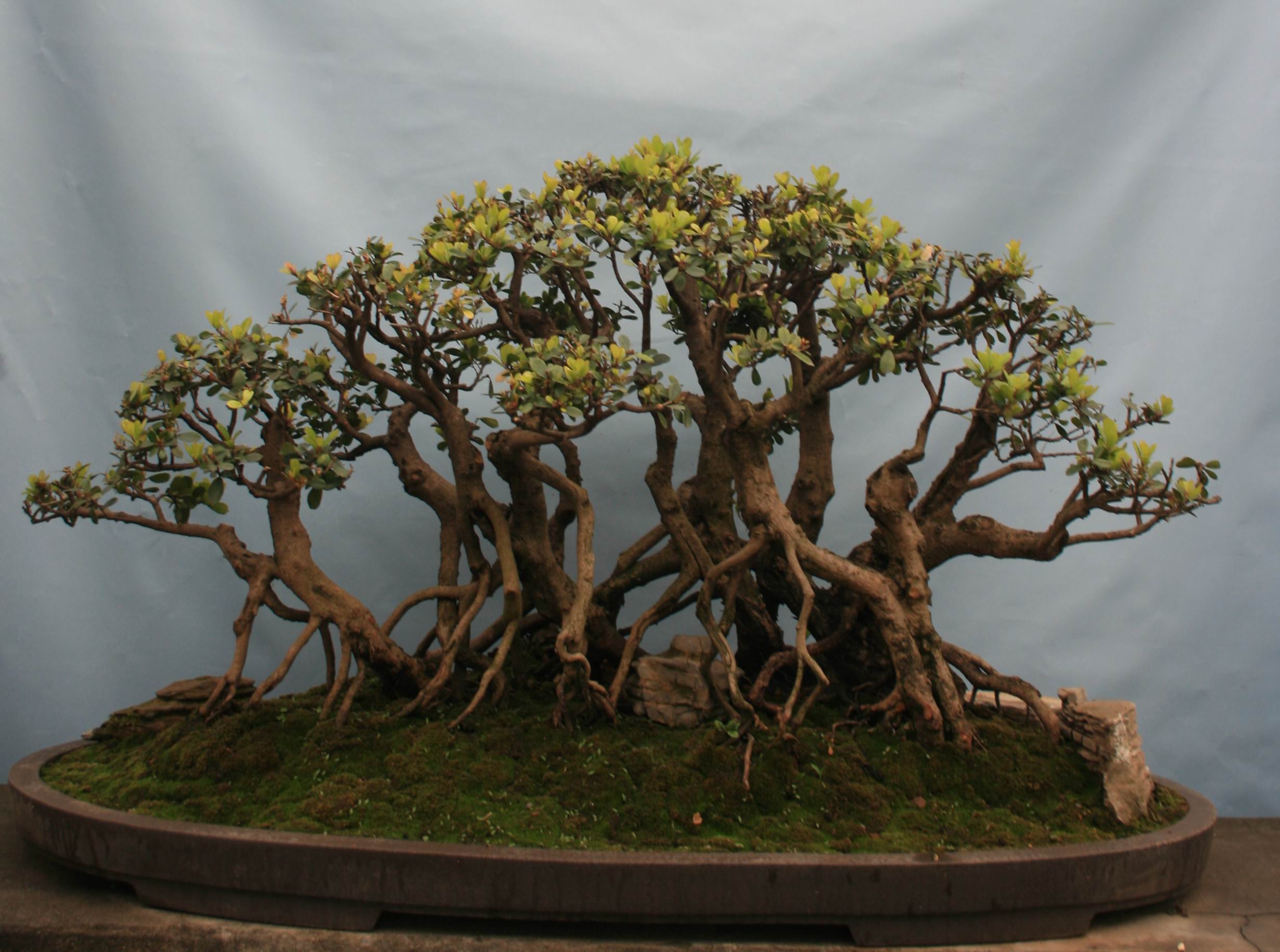  p>紫薇古桩可以制作大型桩景,是盆景爱好者和园林美化的佳品.