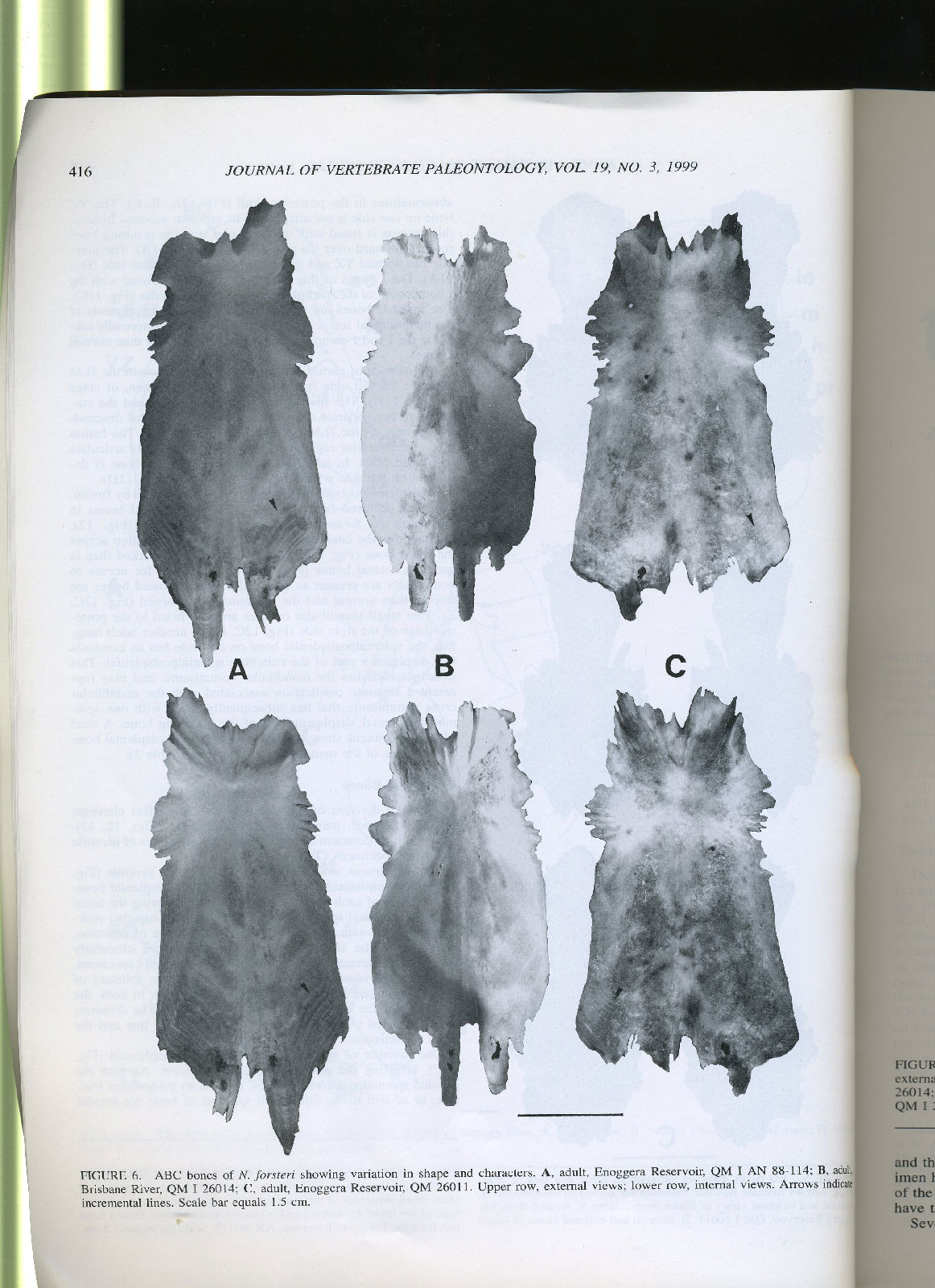 体呈长梭形,覆盖大而薄的圆鳞.