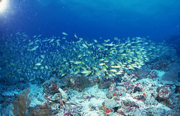 海底热泉生物群落