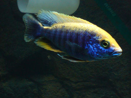 spilonotus),又称金头格仔,为鲈形目,慈鲷科,原黑丽鱼属一种淡水鱼类