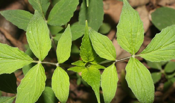  p>岩参属(学名:cicerbita wallr.