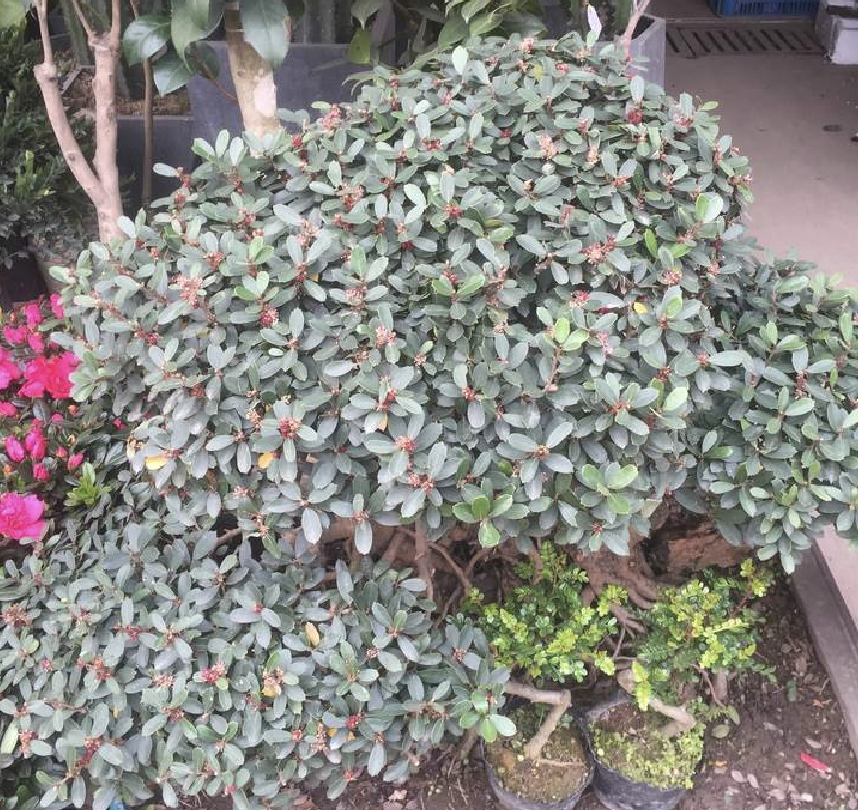 ex hemsl.) diels)是金缕梅科蚊母树属植物.