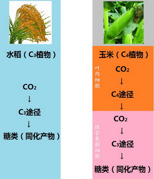  p>碳四基因,是指碳四植物的植物基因,由于c4植物光呼吸非常弱,因此