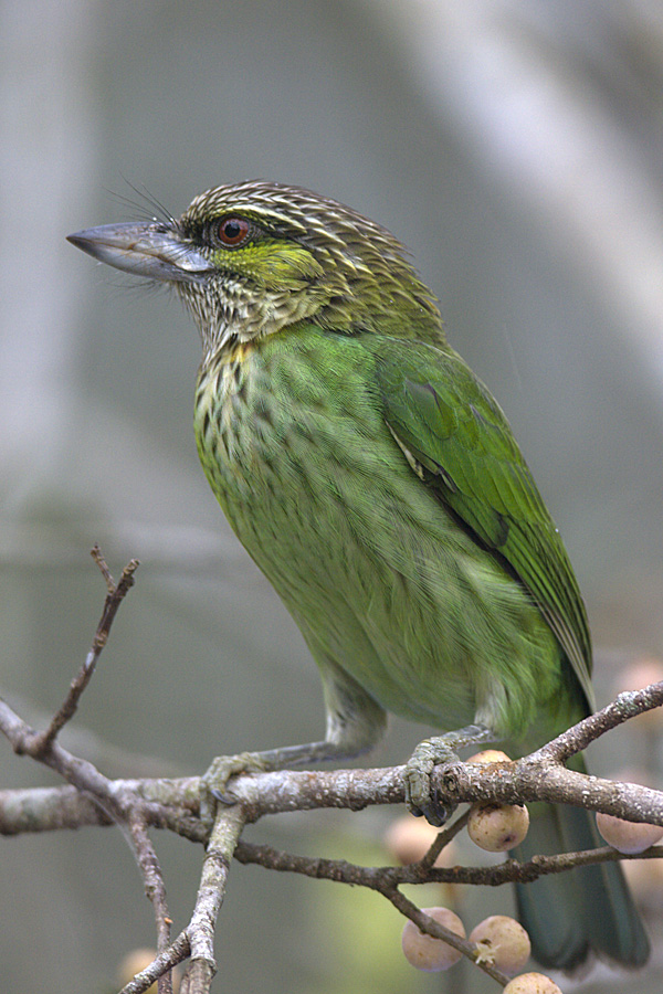  p>黄纹拟啄木鸟(学名: i>psilopogon faiostrictus /i>):小型 a href