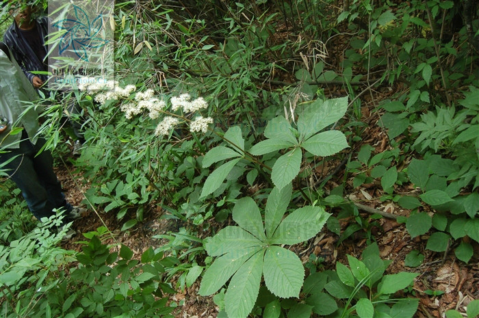 鬼灯檠