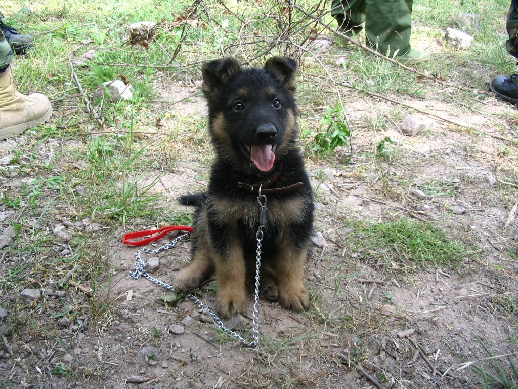  p>中国长毛狼犬,又称中国牧羊犬,是一个独立的体系,是国内外较早出现