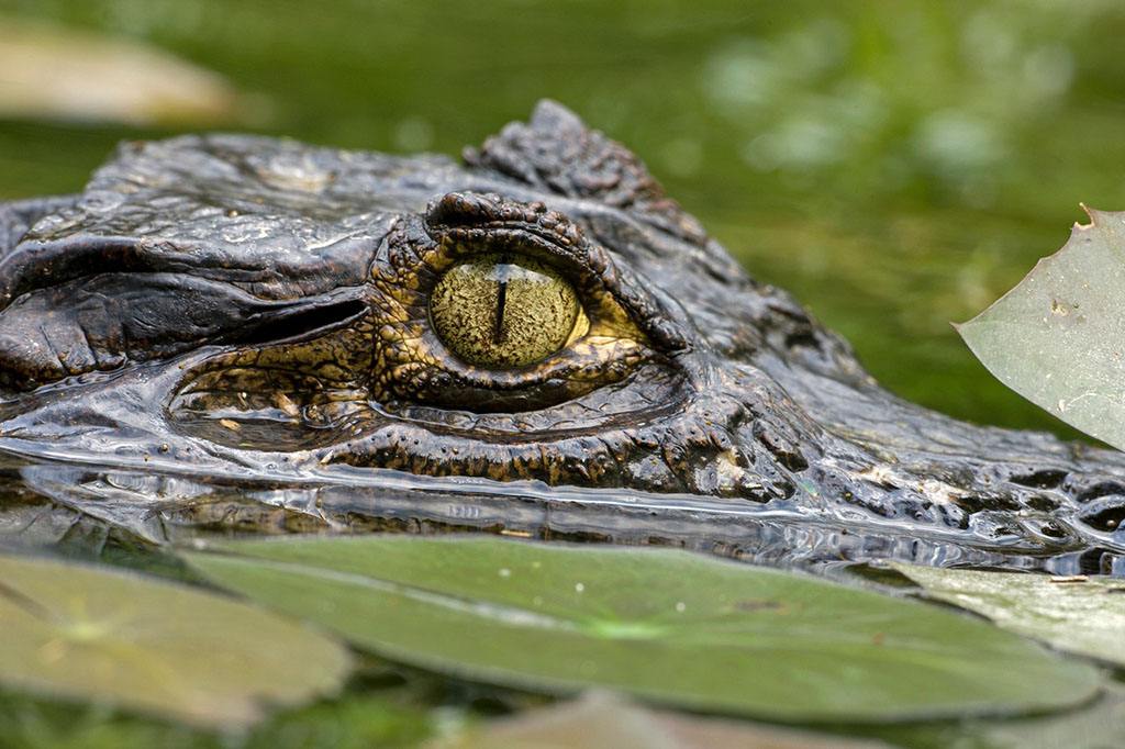 caiman crocodilus